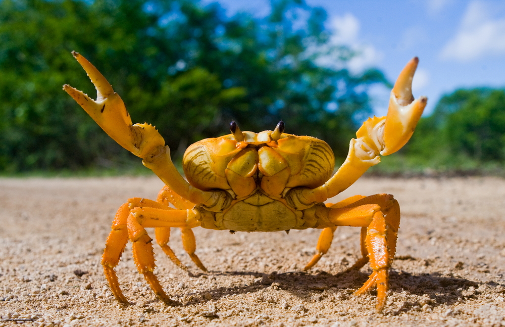 picture of crab