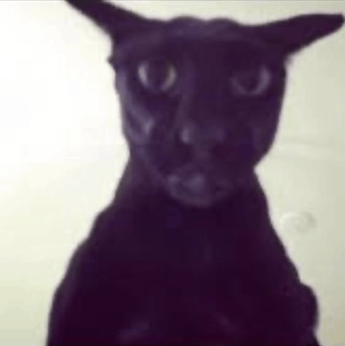 a picture of black oriental cat called evil Larry