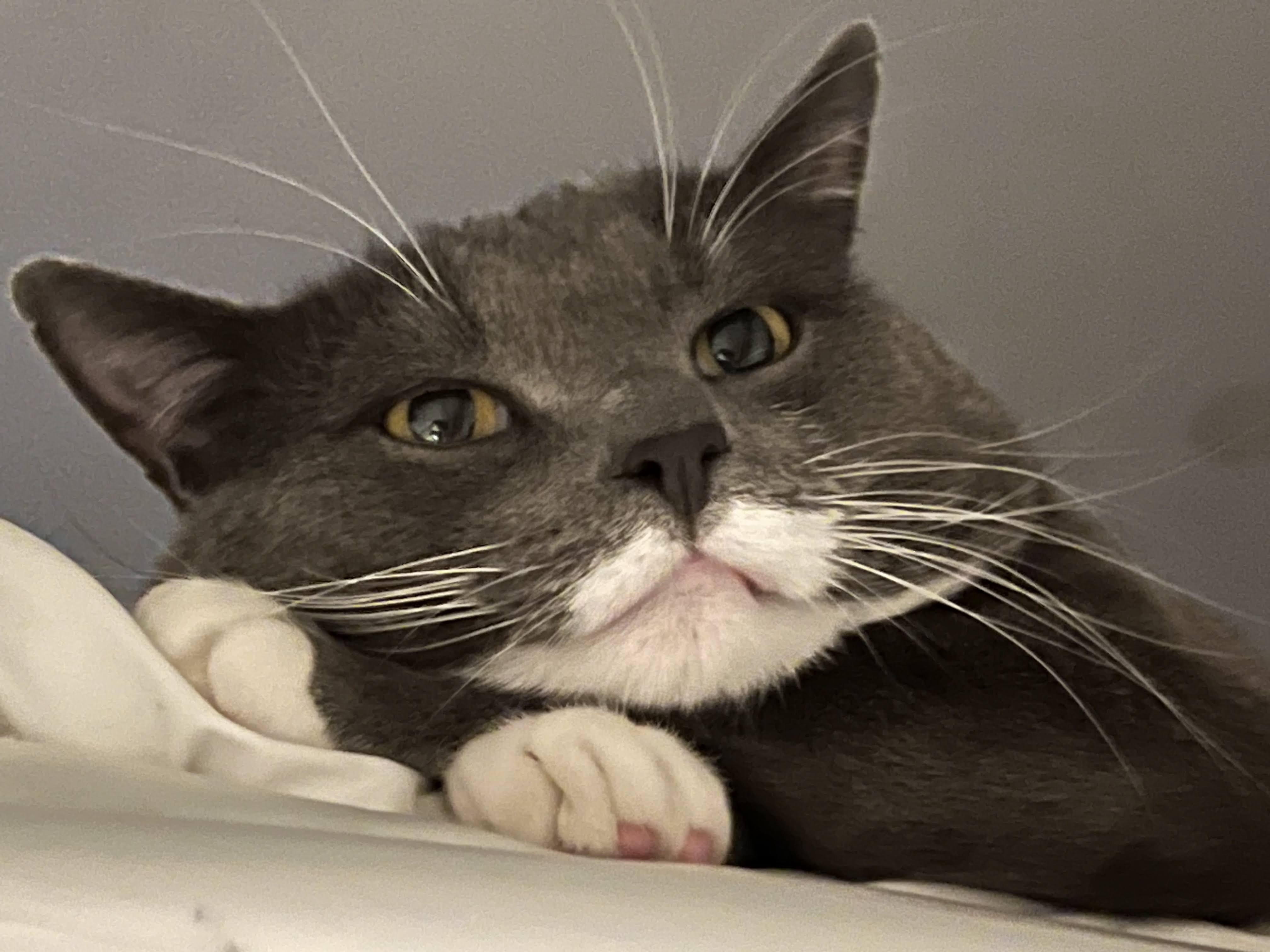 philippe the cat