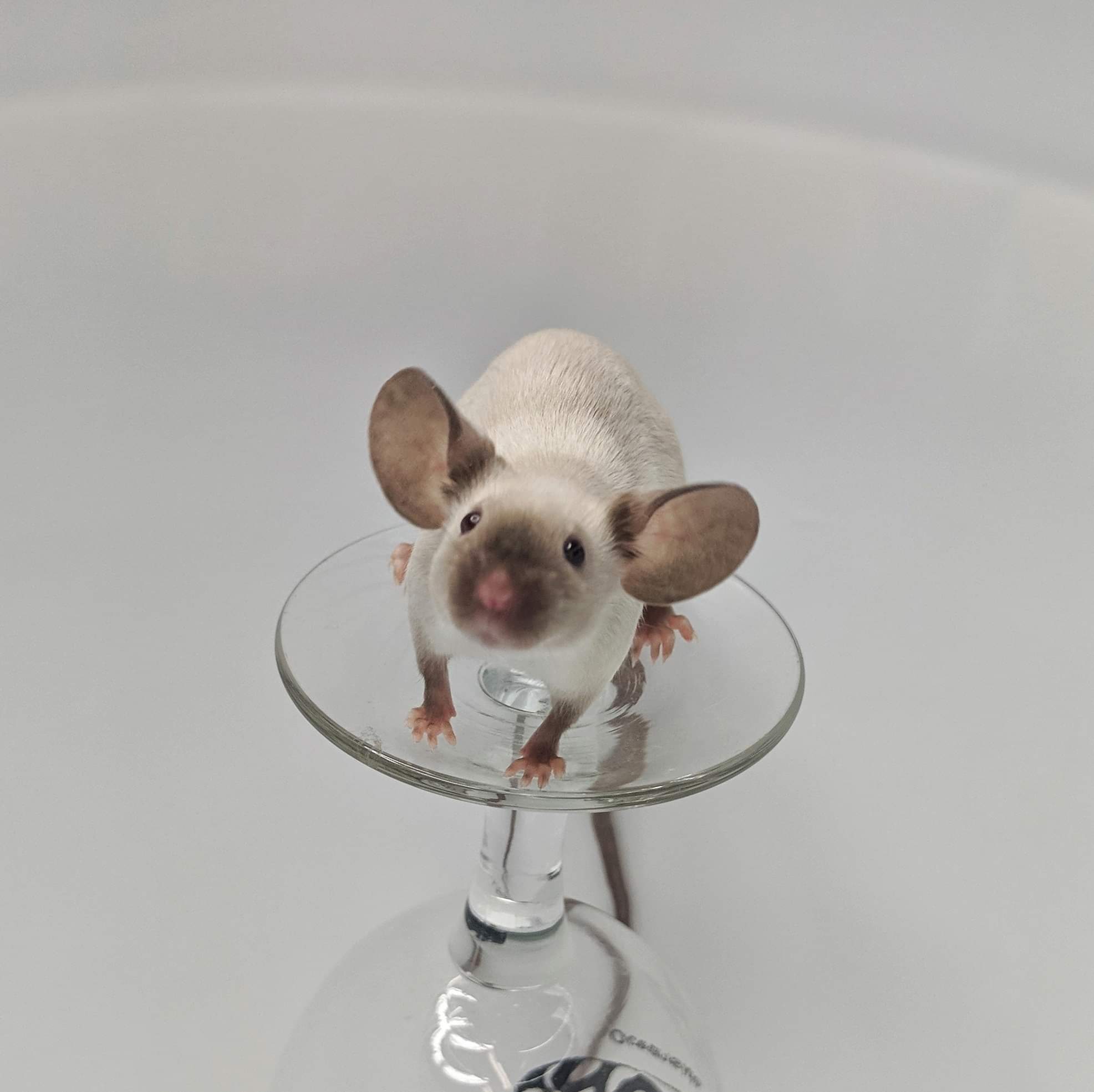 Dumbo mouse