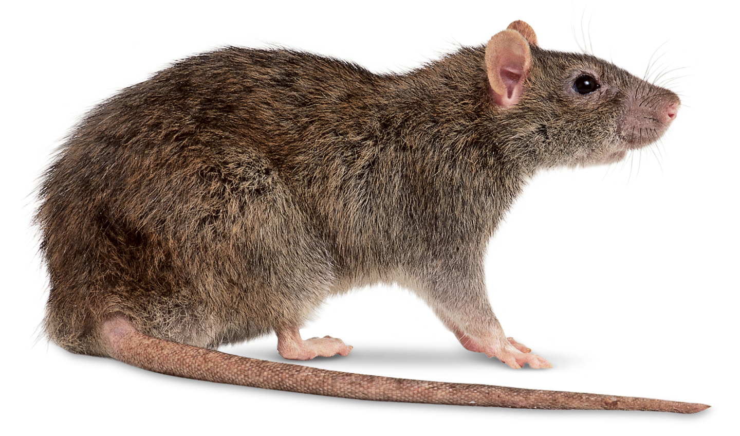 picture of a rat