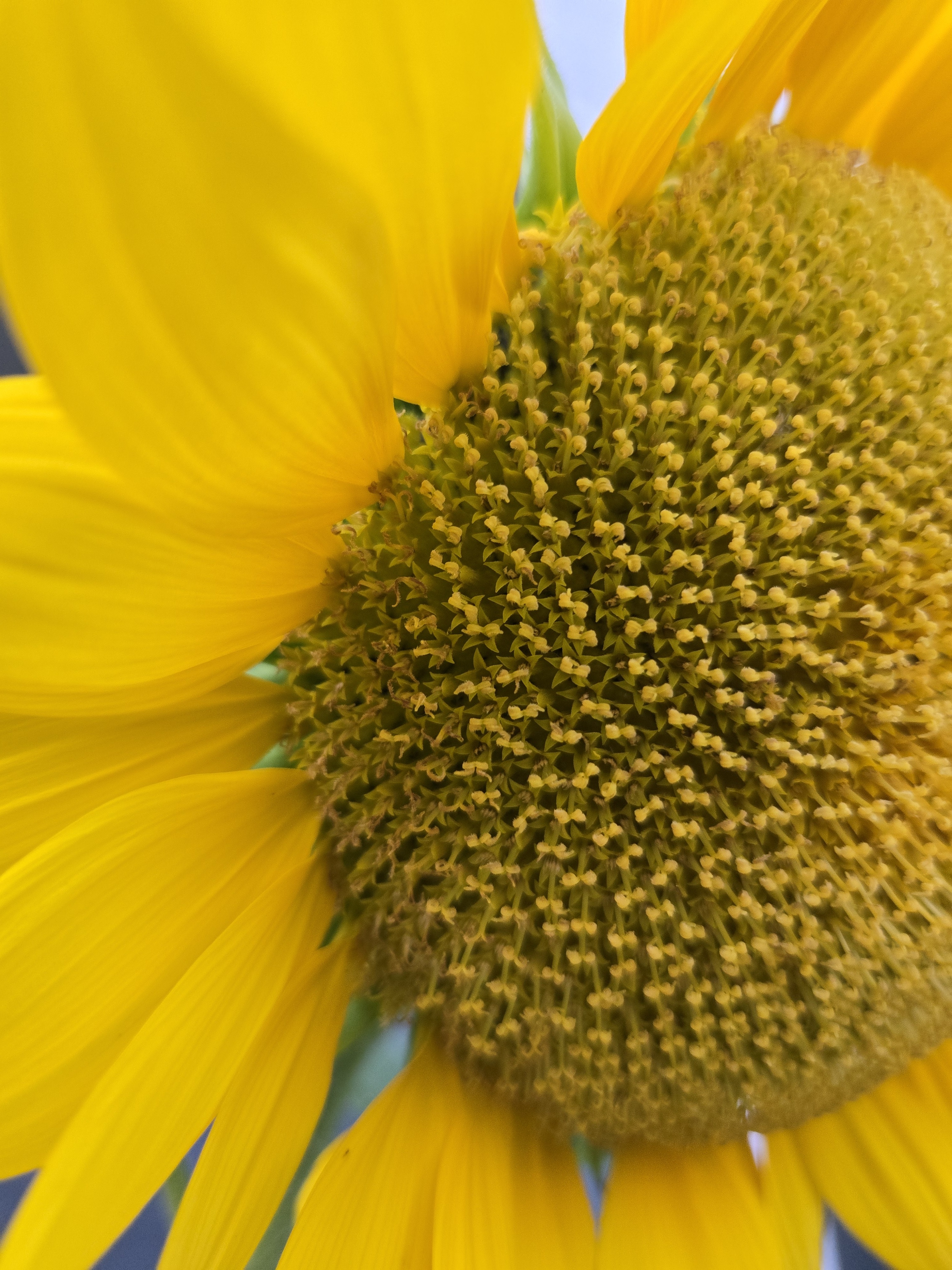 A close up picture of a sunflower in full bloom reveals that every seed is also a flower first