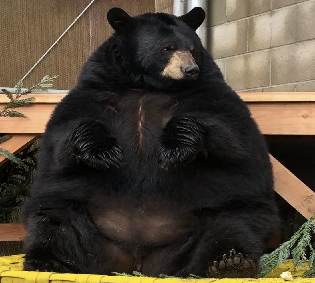 Big ol bear