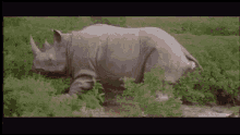 a gif of Jim Carrey being birthed by a rhinoceros