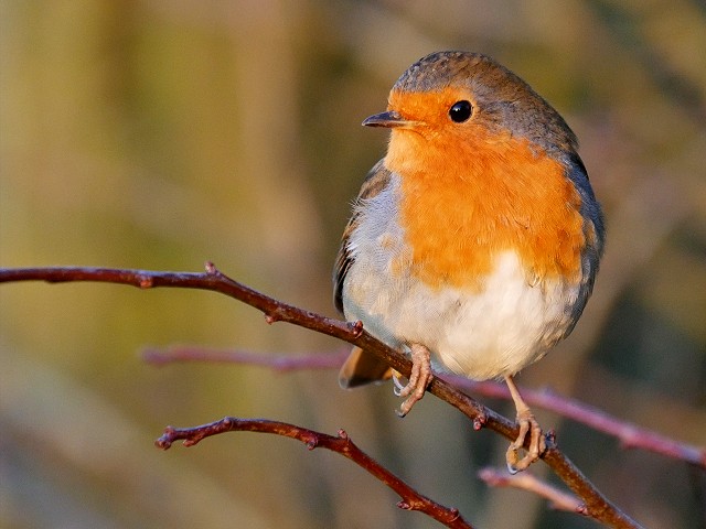 A small brown and white bird with a very orange chest and face perched on a branch