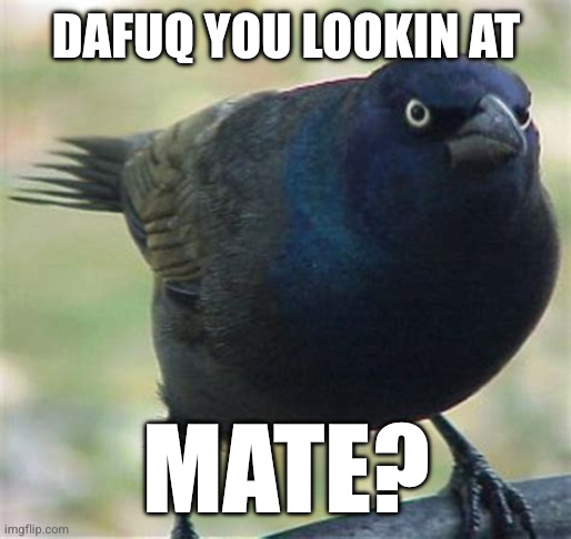 A crow looking at you intently, judging you.