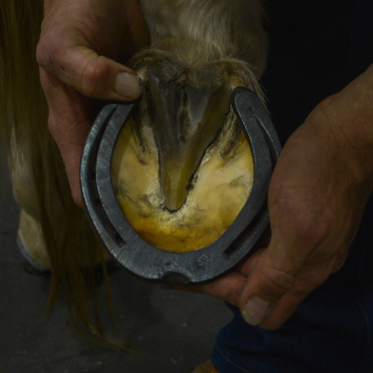 Horse hoof frog