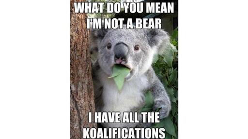 A koala in the center of the image with a line above saying "What do you mean I'm not a bear?", and a line below saying "I have all the koalifications".