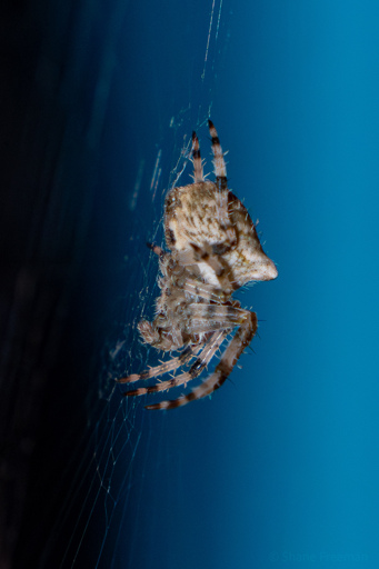 Close up picture of a cat-faced (jewel) spider waiting in the center of its web.